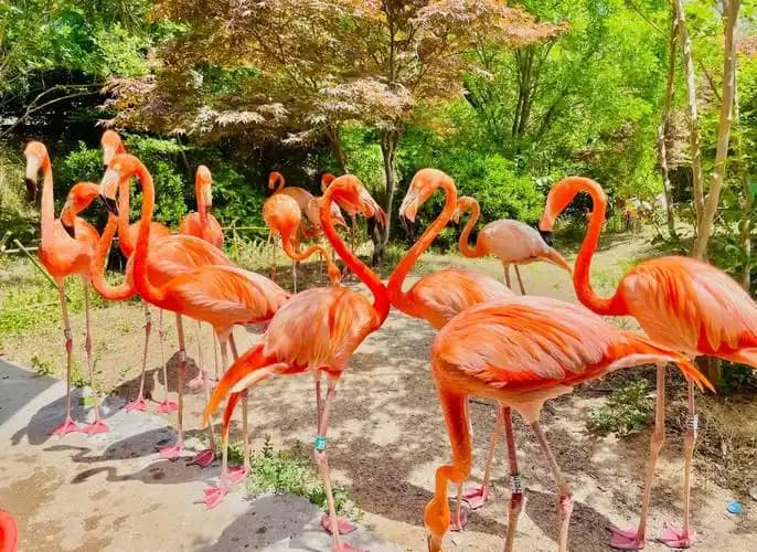 Изображение "Qingdao Forest Wildlife World" (Циндао)