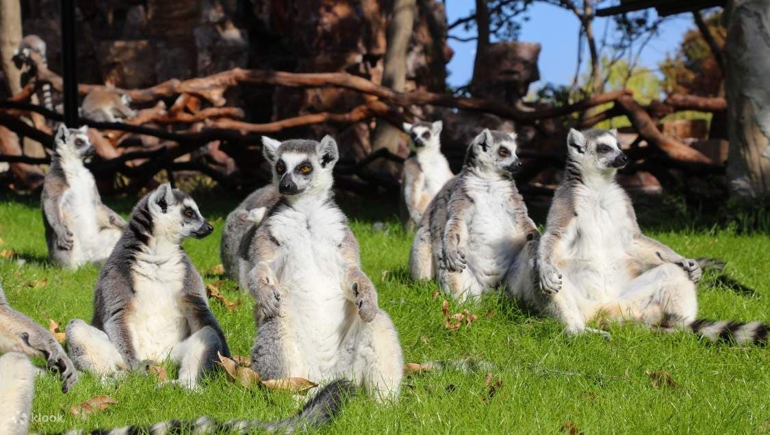 Шанхайский сафари-парк